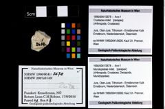 Foto (Objekt + Etikett) von Mundopsidae indet.  (NHMW-GEO-1990-0041-2678)